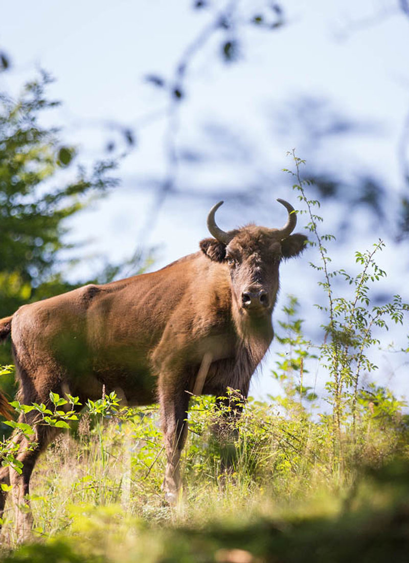 Cover of Rewilding: The Radical New Science of Ecological Recovery